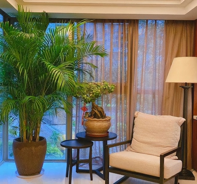 Người xưa có câu "Trồng 5 cây cảnh này trong nhà, con cháu không phú tất quý" - Ảnh 3. Người xưa có câu "Trồng 5 cây cảnh này trong nhà, con cháu không phú tất quý" - Ảnh 3.