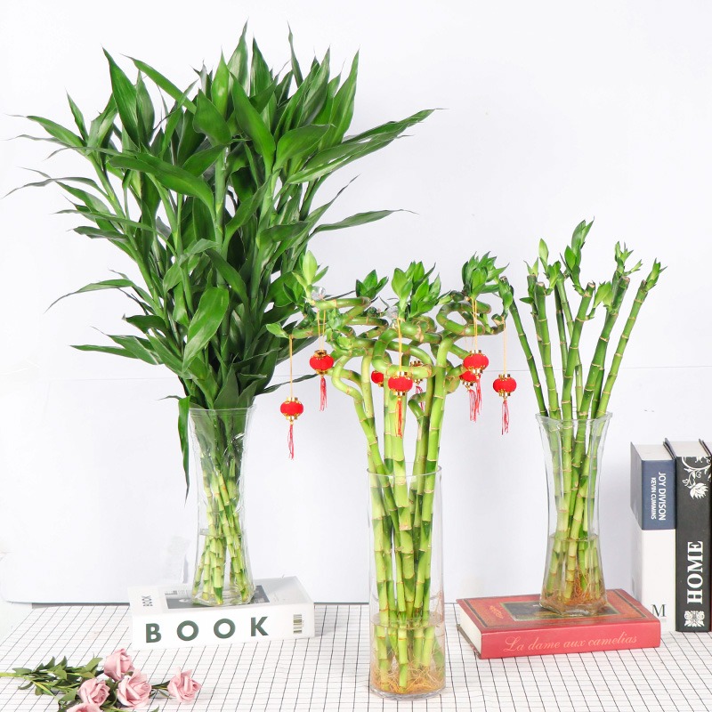 Người xưa dặn: "Nhà không chưng 3 loại cây cảnh này, người khỏe mạnh, tài lộc sung túc" - Ảnh 7.