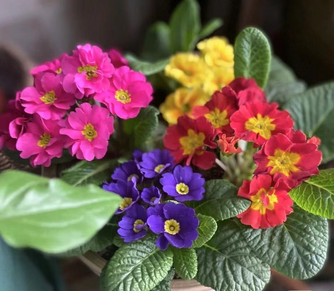 Người xưa dặn: "Nhà không chưng 3 loại cây cảnh này, người khỏe mạnh, tài lộc sung túc" - Ảnh 3.