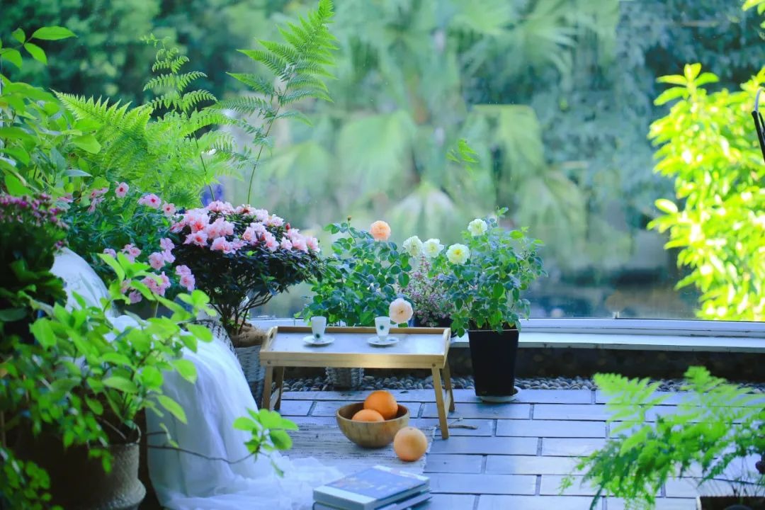 Người xưa dặn: "Nhà không chưng 3 loại cây cảnh này, người khỏe mạnh, tài lộc sung túc" - Ảnh 1.