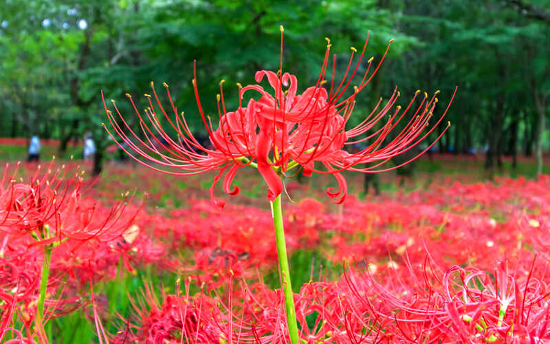 Người xưa dặn: "Nhà không chưng 3 loại cây cảnh này, người khỏe mạnh, tài lộc sung túc" - Ảnh 2.