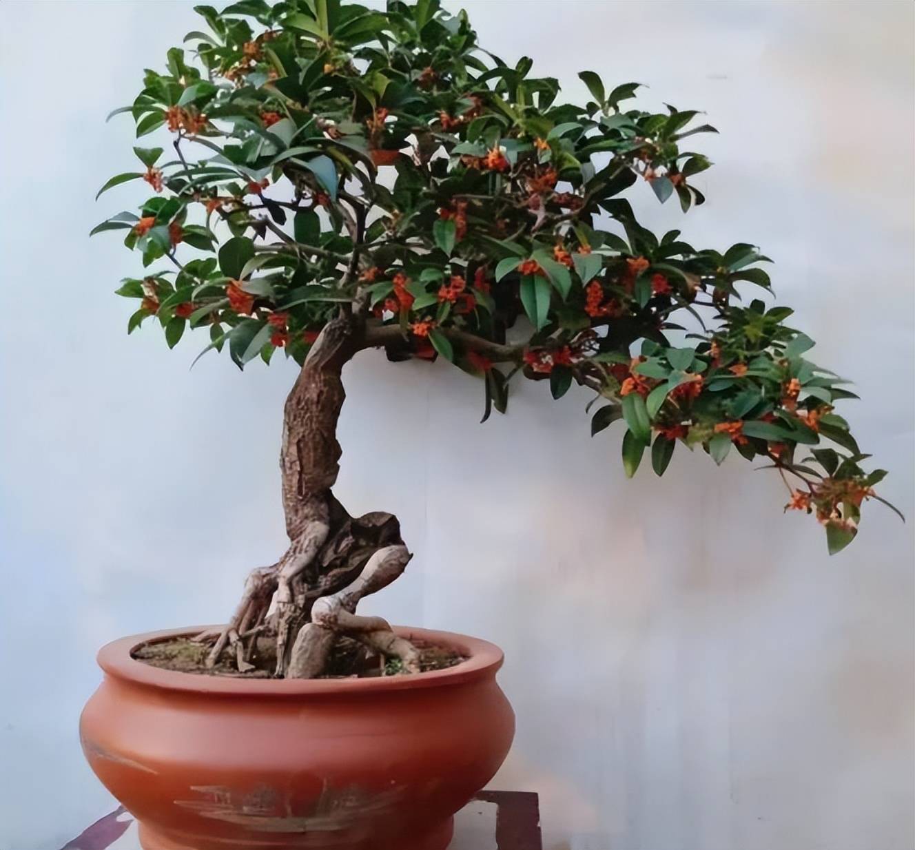 Người xưa dặn: "Nhà không chưng 3 loại cây cảnh này, người khỏe mạnh, tài lộc sung túc" - Ảnh 6.