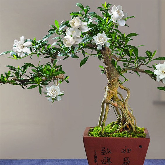 5 cây cảnh tuyệt đẹp, càng nhỏ càng có giá, càng to càng xấu, chuyện thật không đùa - Ảnh 12.