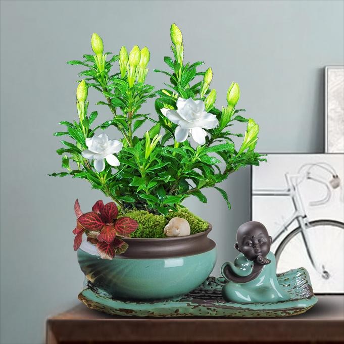 5 cây cảnh tuyệt đẹp, càng nhỏ càng có giá, càng to càng xấu, chuyện thật không đùa - Ảnh 11.