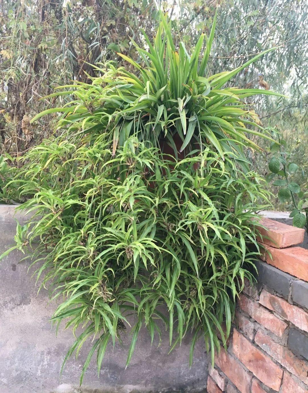 5 cây cảnh tuyệt đẹp, càng nhỏ càng có giá, càng to càng xấu, chuyện thật không đùa - Ảnh 9.