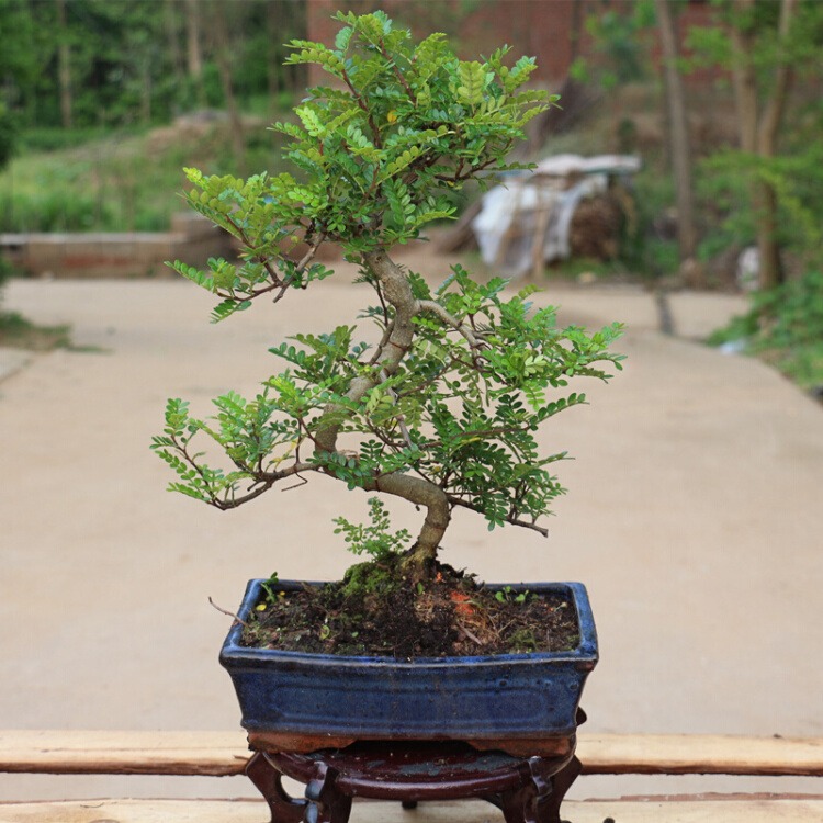 5 cây cảnh tuyệt đẹp, càng nhỏ càng có giá, càng to càng xấu, chuyện thật không đùa - Ảnh 15.