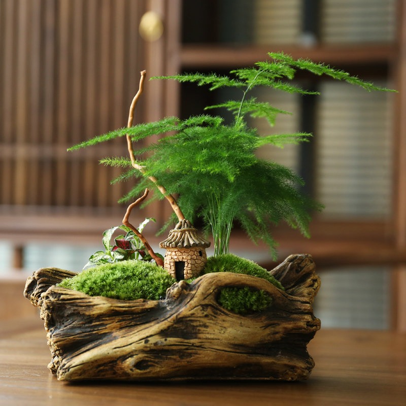 5 cây cảnh tuyệt đẹp, càng nhỏ càng có giá, càng to càng xấu, chuyện thật không đùa - Ảnh 6.