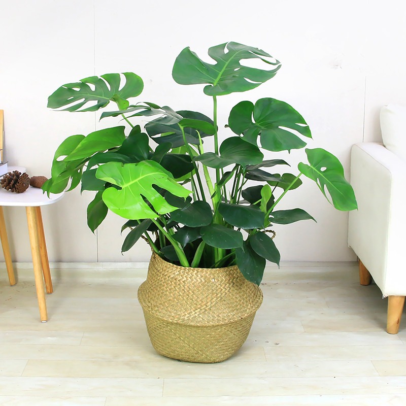 Cây cảnh "khổng lồ" leo lên đến tầng 2, người ví như chốn thần tiên, kẻ lại thấy âm u, ẩm ướt - Ảnh 2.