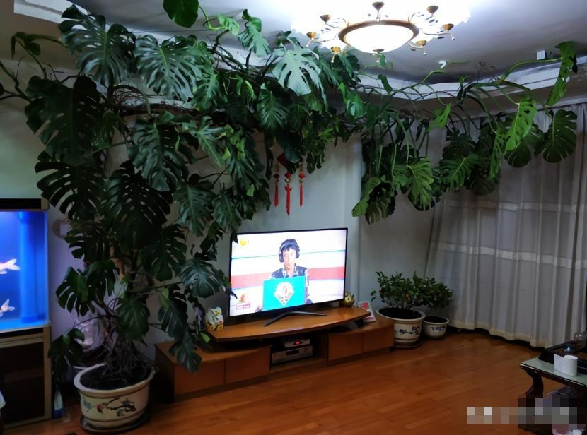 Cây cảnh "khổng lồ" leo lên đến tầng 2, người ví như chốn thần tiên, kẻ lại thấy âm u, ẩm ướt - Ảnh 3.
