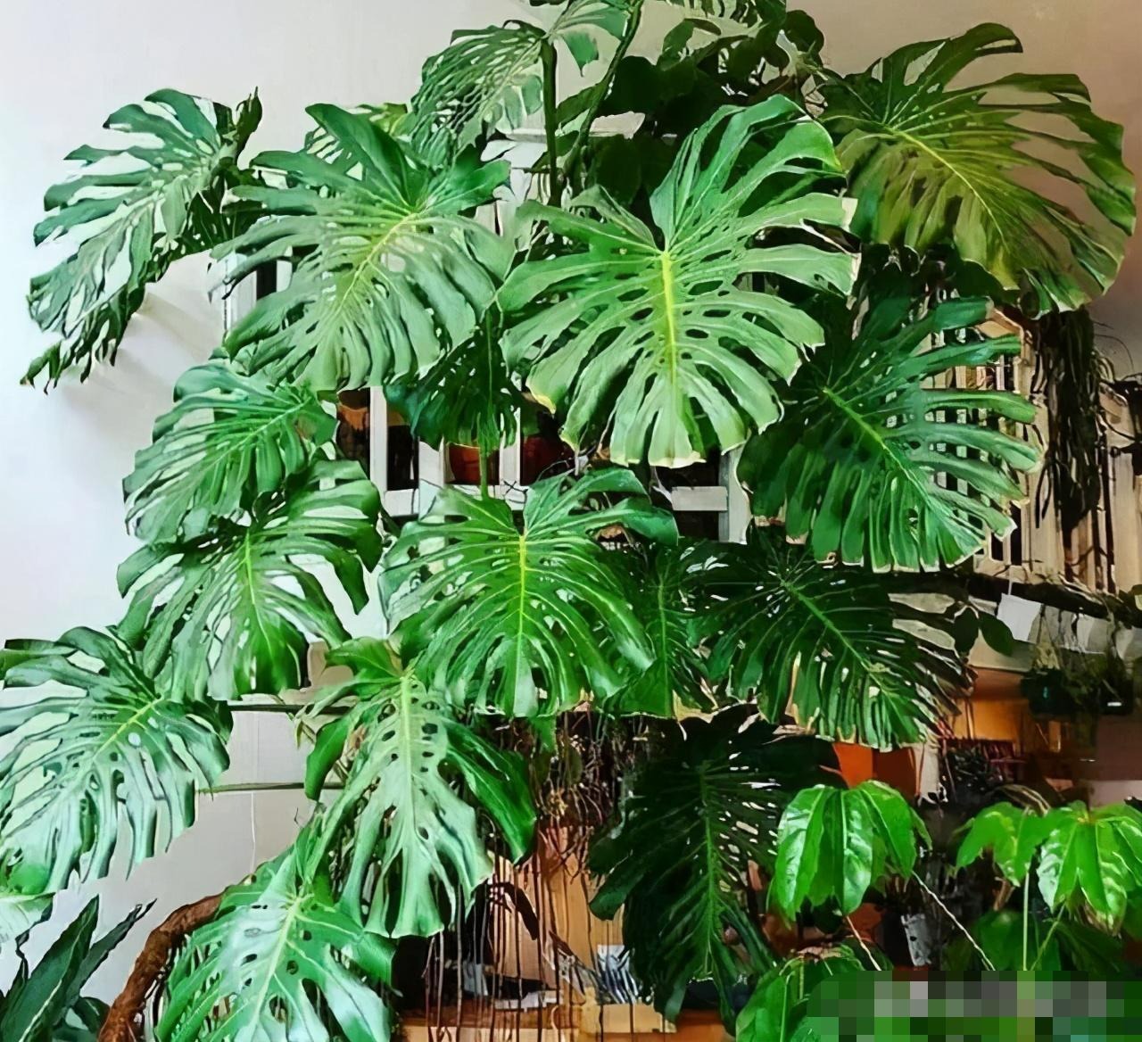 Cây cảnh "khổng lồ" leo lên đến tầng 2, người ví như chốn thần tiên, kẻ lại thấy âm u, ẩm ướt - Ảnh 11.