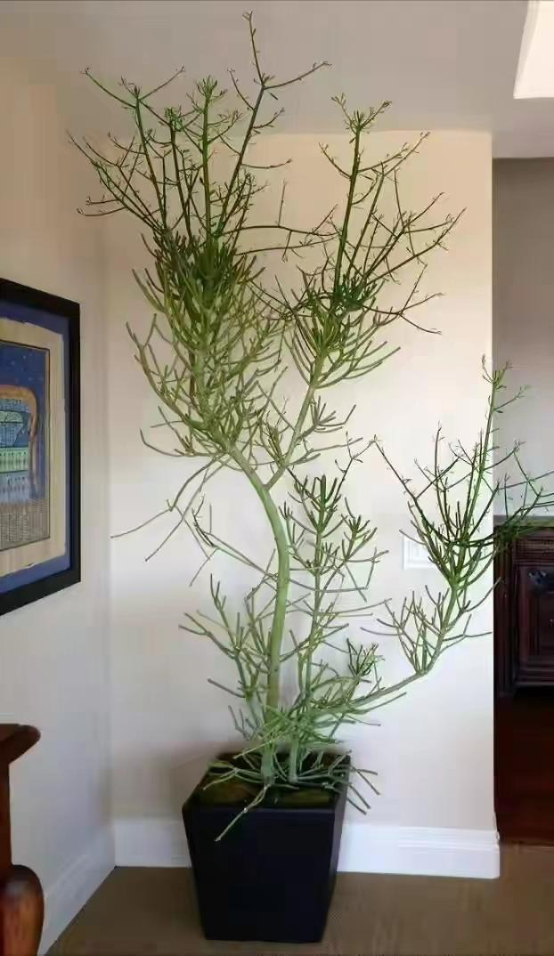 5 cây cảnh "thôi miên", trồng trong phòng ngủ không lo bị tranh oxy, giúp ngủ ngon lại dưỡng người - Ảnh 1.