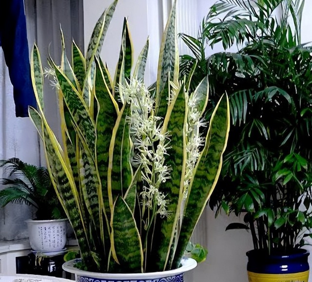 5 cây cảnh "thôi miên", trồng trong phòng ngủ không lo bị tranh oxy, giúp ngủ ngon lại dưỡng người - Ảnh 3.