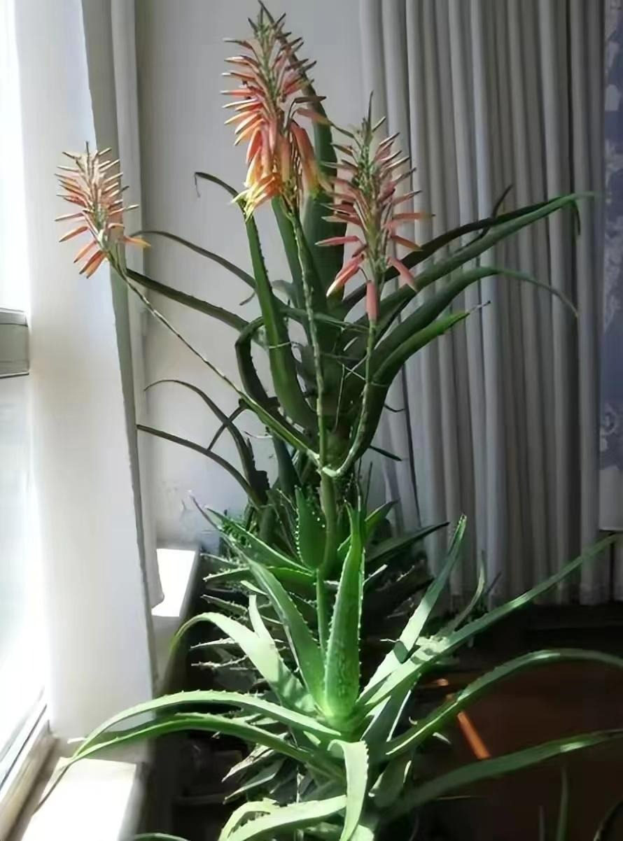 5 cây cảnh "thôi miên", trồng trong phòng ngủ không lo bị tranh oxy, giúp ngủ ngon lại dưỡng người - Ảnh 5.