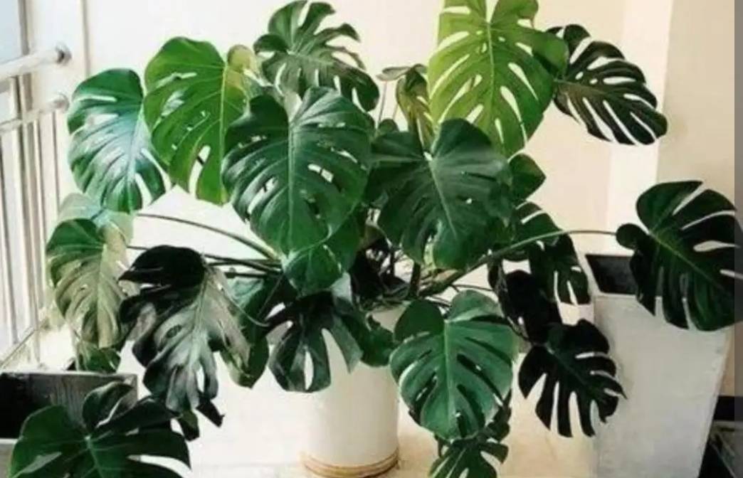 5 cây cảnh "thôi miên", trồng trong phòng ngủ không lo bị tranh oxy, giúp ngủ ngon lại dưỡng người - Ảnh 7.