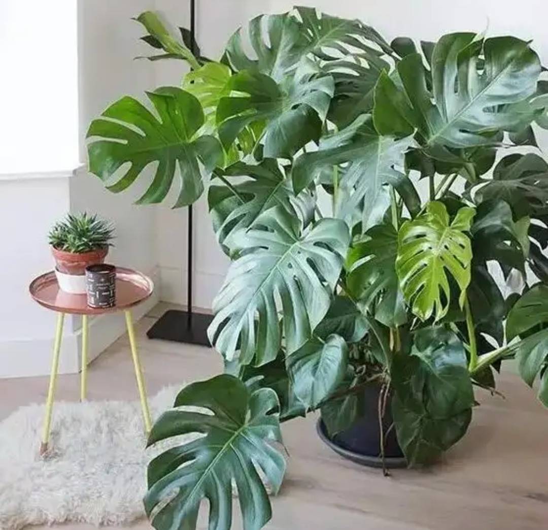 5 cây cảnh "thôi miên", trồng trong phòng ngủ không lo bị tranh oxy, giúp ngủ ngon lại dưỡng người - Ảnh 6.