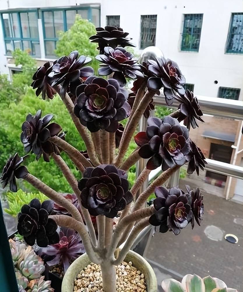 Cây cảnh "bá đạo" nhìn như bó hoa đen nhánh, đẹp siêu thực, nuôi 1 chậu sẽ "đẻ" ra 20 chậu - Ảnh 8.