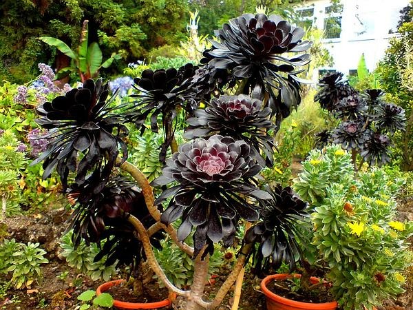 Cây cảnh "bá đạo" nhìn như bó hoa đen nhánh, đẹp siêu thực, nuôi 1 chậu sẽ "đẻ" ra 20 chậu - Ảnh 3.