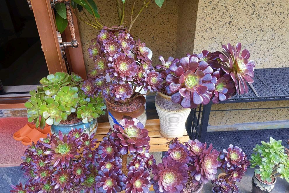 Cây cảnh "bá đạo" nhìn như bó hoa đen nhánh, đẹp siêu thực, nuôi 1 chậu sẽ "đẻ" ra 20 chậu - Ảnh 4.