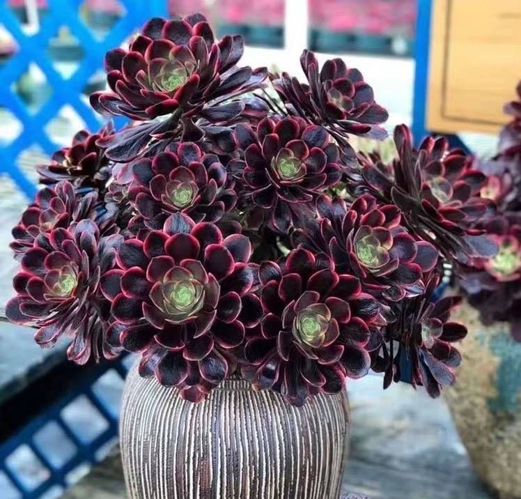 Cây cảnh "bá đạo" nhìn như bó hoa đen nhánh, đẹp siêu thực, nuôi 1 chậu sẽ "đẻ" ra 20 chậu - Ảnh 1.