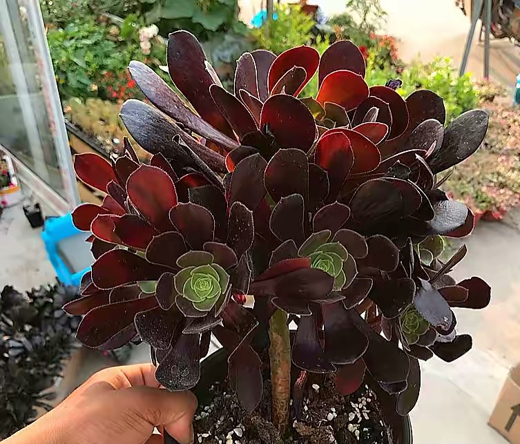 Cây cảnh "bá đạo" nhìn như bó hoa đen nhánh, đẹp siêu thực, nuôi 1 chậu sẽ "đẻ" ra 20 chậu - Ảnh 10.