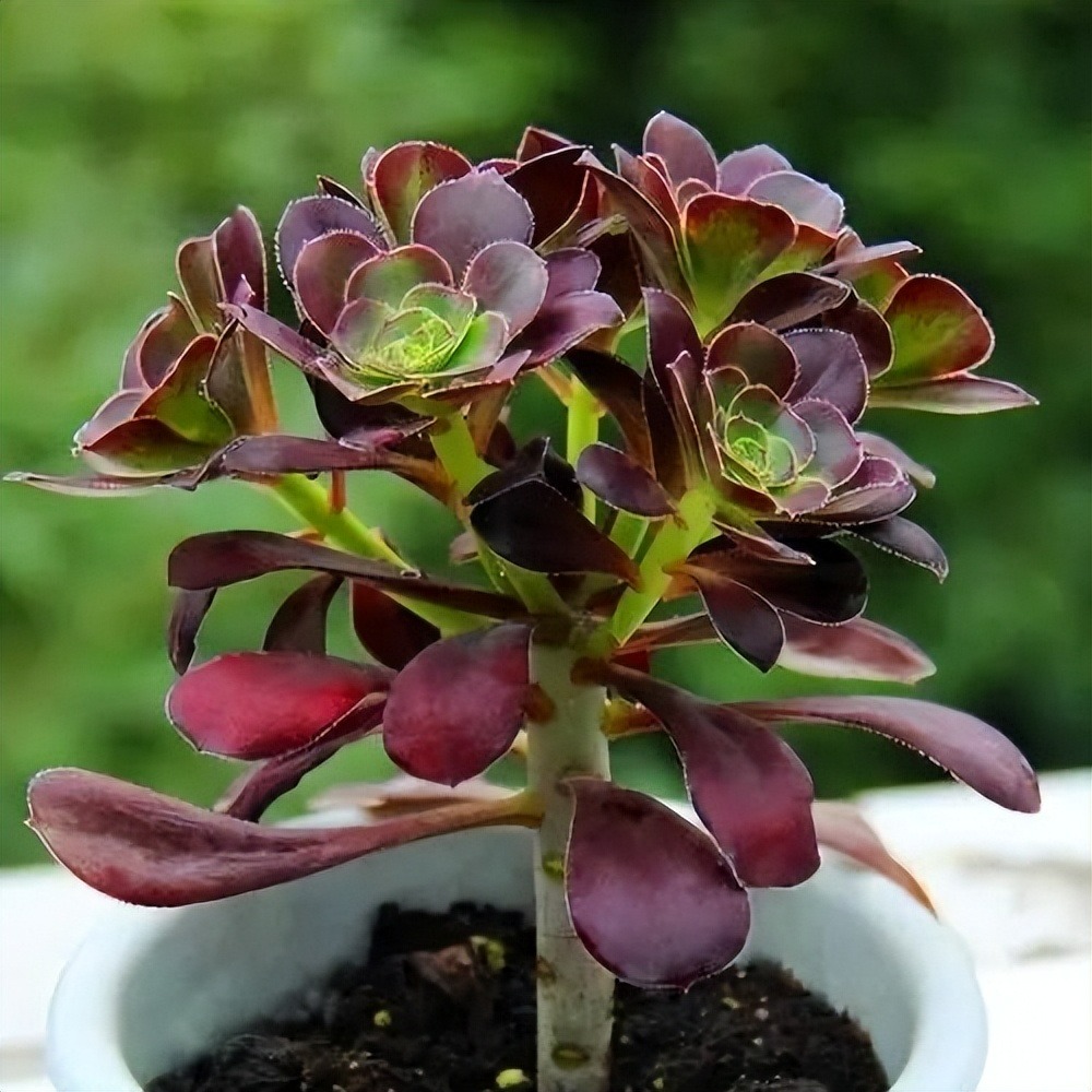 Cây cảnh "bá đạo" nhìn như bó hoa đen nhánh, đẹp siêu thực, nuôi 1 chậu sẽ "đẻ" ra 20 chậu - Ảnh 6.