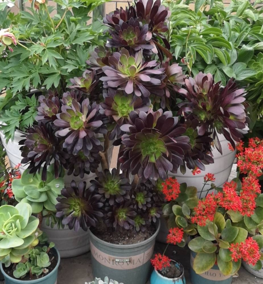 Cây cảnh "bá đạo" nhìn như bó hoa đen nhánh, đẹp siêu thực, nuôi 1 chậu sẽ "đẻ" ra 20 chậu - Ảnh 5.