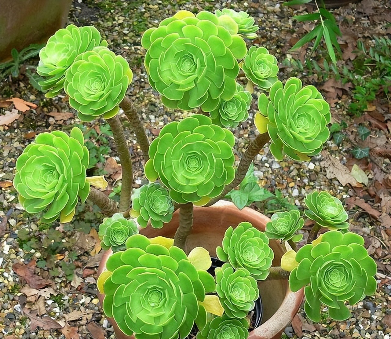 Cây cảnh "bá đạo" nhìn như bó hoa đen nhánh, đẹp siêu thực, nuôi 1 chậu sẽ "đẻ" ra 20 chậu - Ảnh 2.