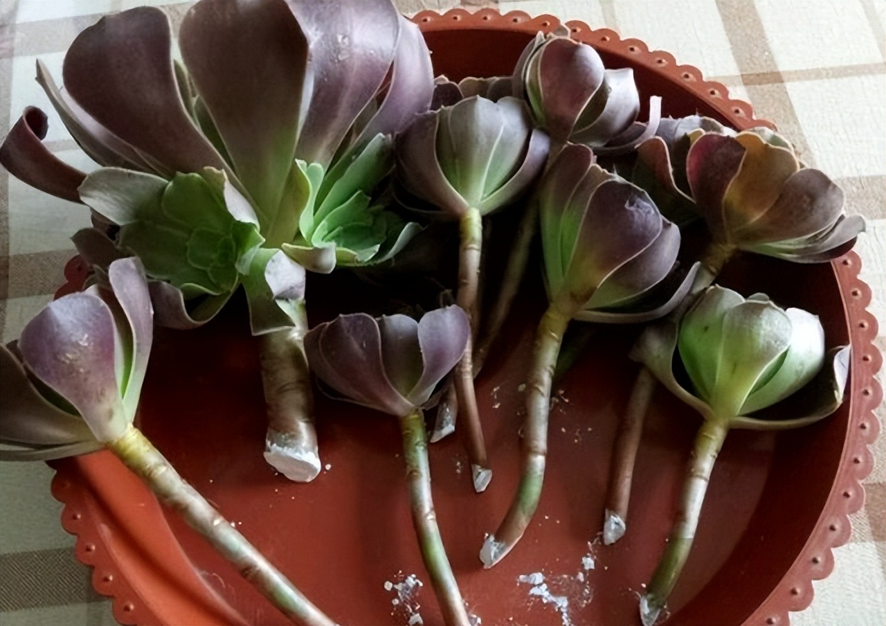 Cây cảnh "bá đạo" nhìn như bó hoa đen nhánh, đẹp siêu thực, nuôi 1 chậu sẽ "đẻ" ra 20 chậu - Ảnh 7.