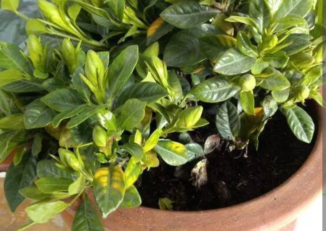 3 loại nước tưới "chí mạng" đối với cây cảnh, có loại tưởng bổ dưỡng lại hóa độc hại - Ảnh 2.