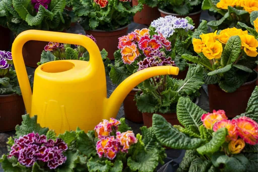 3 loại nước tưới "chí mạng" đối với cây cảnh, có loại tưởng bổ dưỡng lại hóa độc hại - Ảnh 1.