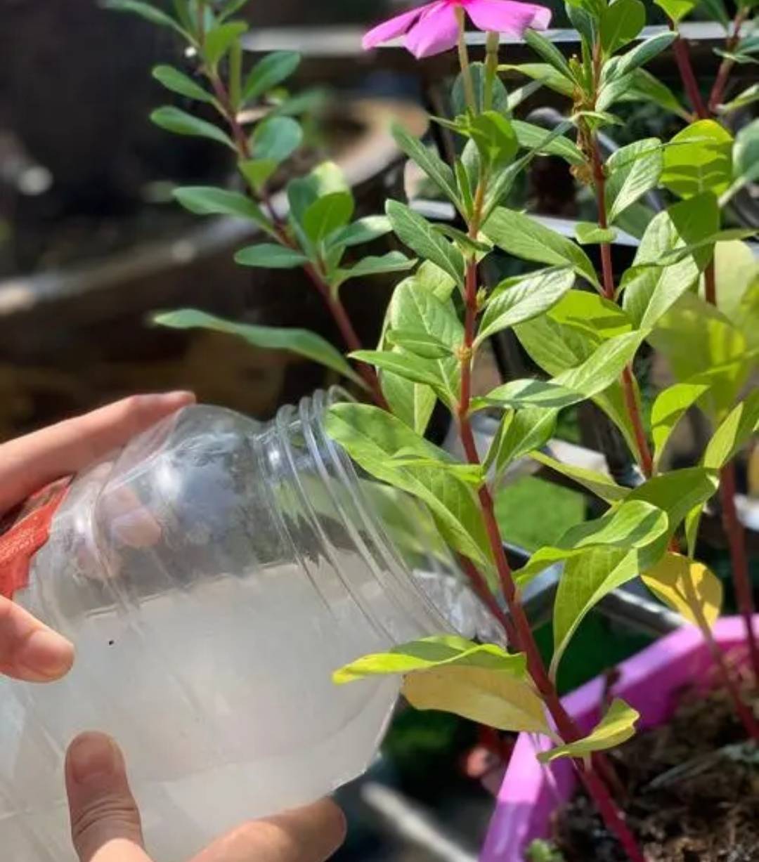 3 loại nước tưới "chí mạng" đối với cây cảnh, có loại tưởng bổ dưỡng lại hóa độc hại - Ảnh 3.
