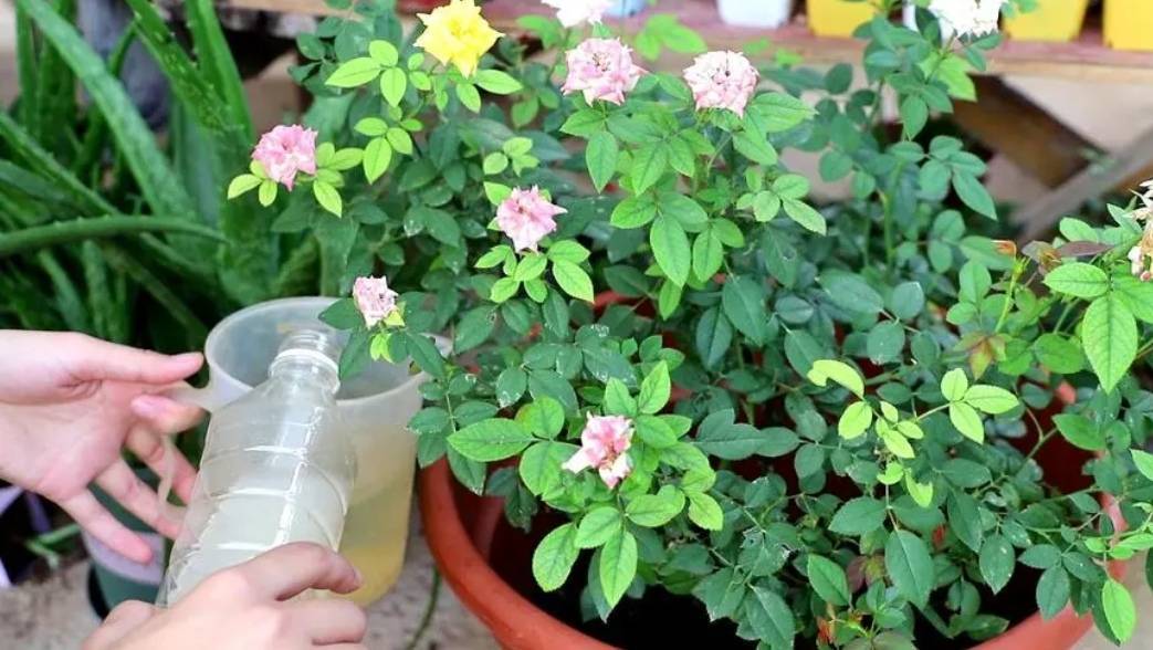 3 loại nước tưới "chí mạng" đối với cây cảnh, có loại tưởng bổ dưỡng lại hóa độc hại - Ảnh 5.