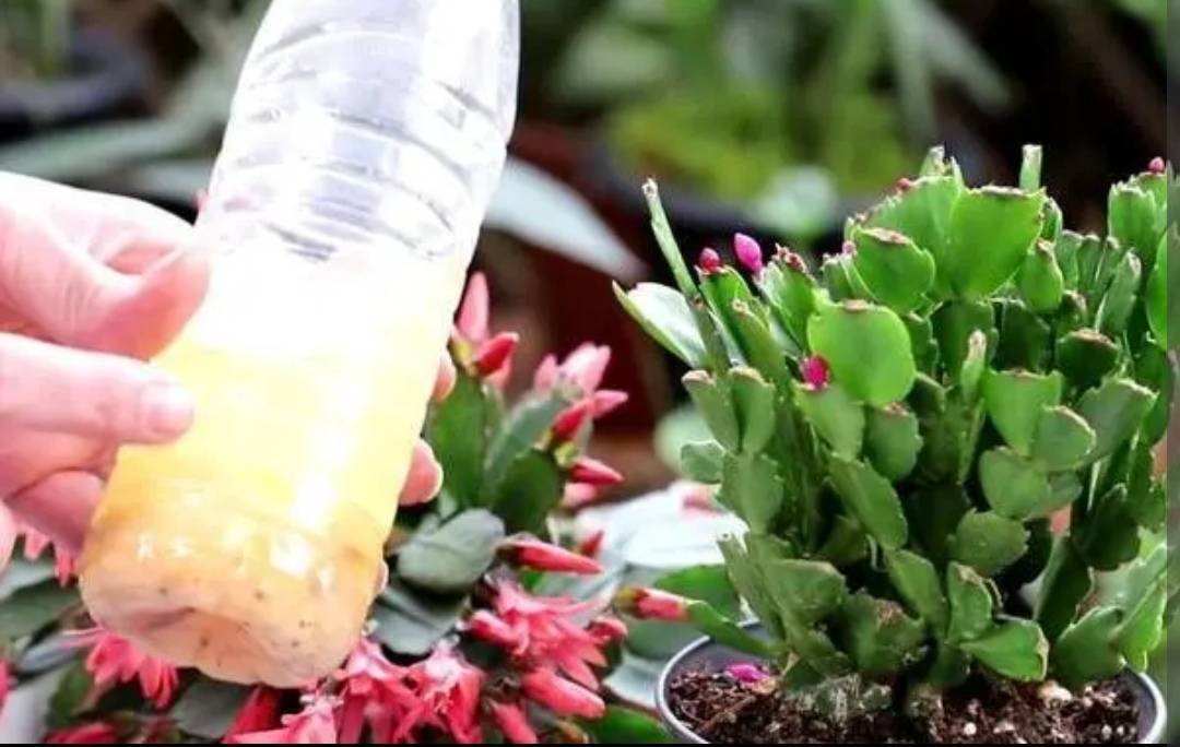 3 loại nước tưới "chí mạng" đối với cây cảnh, có loại tưởng bổ dưỡng lại hóa độc hại - Ảnh 4.