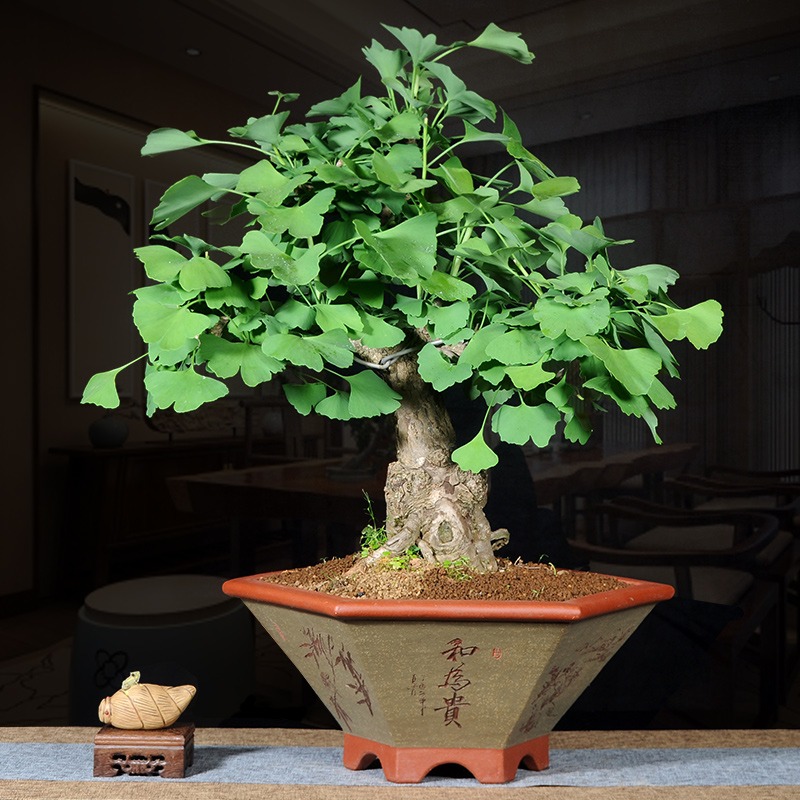 Cây cảnh mọc "phú quý", nở "an lành", sống lâu trăm tuổi, vật báu gia truyền, nhà giàu ưa thích - Ảnh 11. Cây cảnh mọc "phú quý", nở "an lành", sống lâu trăm tuổi, vật báu gia truyền, nhà giàu ưa thích - Ảnh 11.