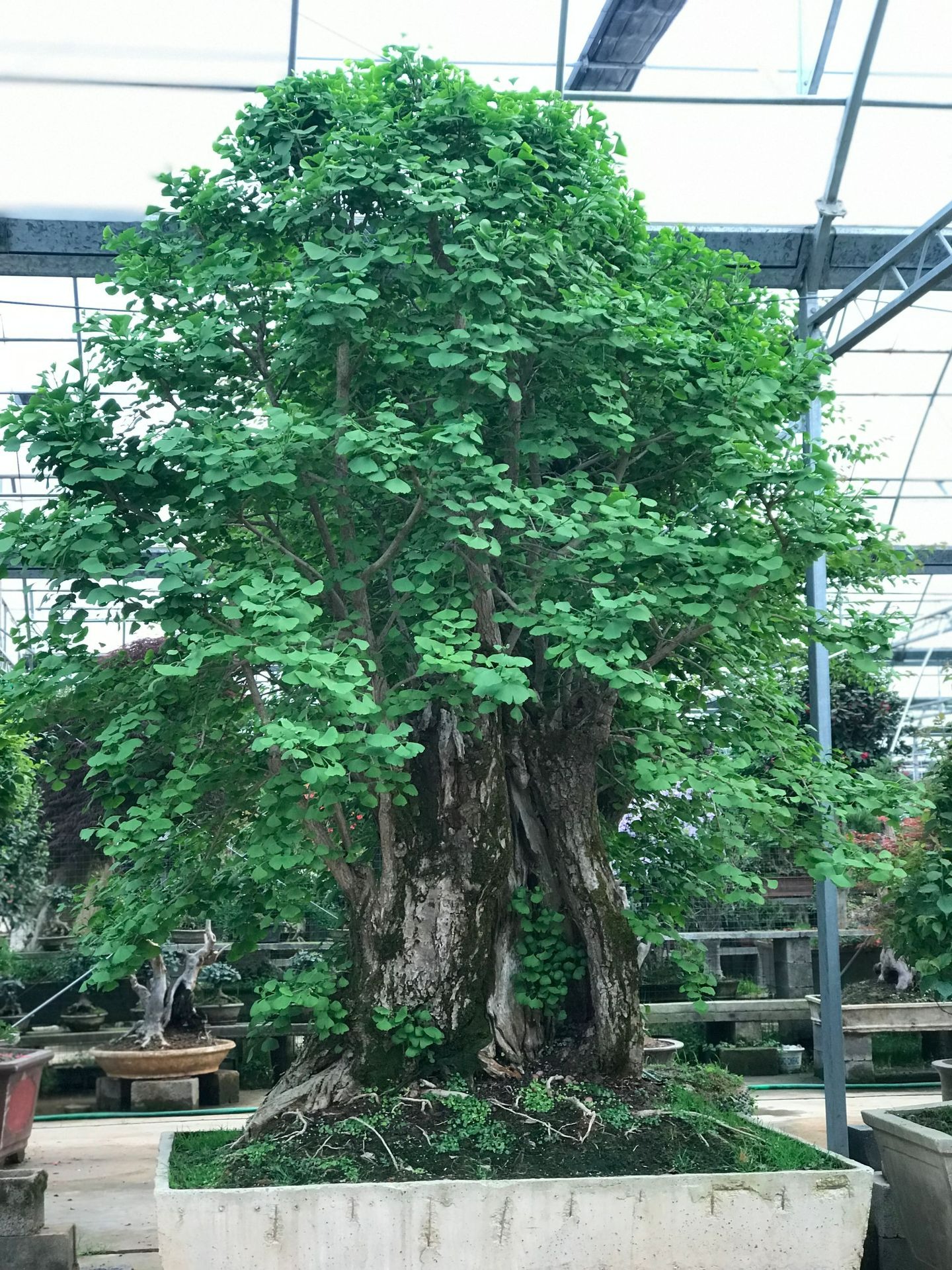 Cây cảnh mọc "phú quý", nở "an lành", sống lâu trăm tuổi, vật báu gia truyền, nhà giàu ưa thích - Ảnh 12. Cây cảnh mọc "phú quý", nở "an lành", sống lâu trăm tuổi, vật báu gia truyền, nhà giàu ưa thích - Ảnh 12.