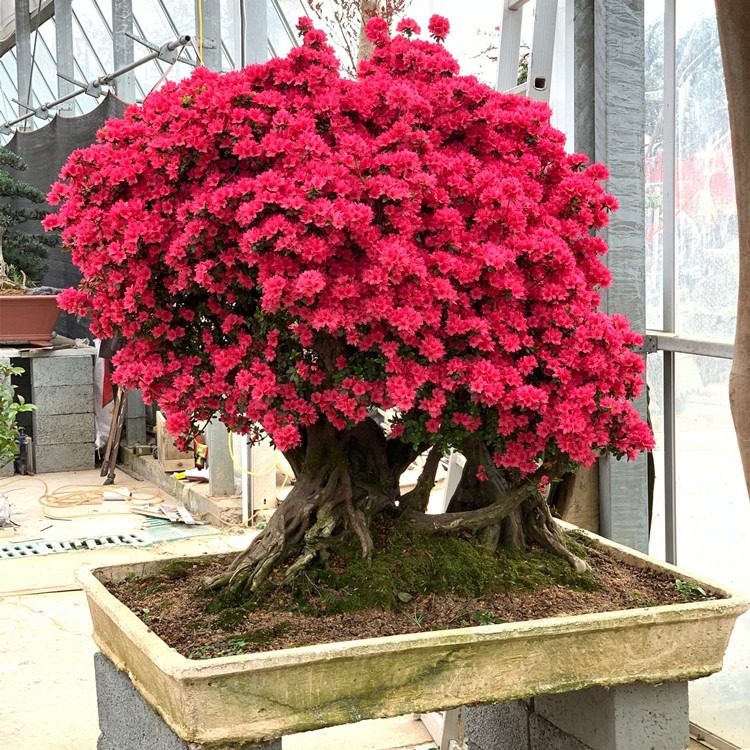 Cây cảnh mọc "phú quý", nở "an lành", sống lâu trăm tuổi, vật báu gia truyền, nhà giàu ưa thích - Ảnh 9. Cây cảnh mọc "phú quý", nở "an lành", sống lâu trăm tuổi, vật báu gia truyền, nhà giàu ưa thích - Ảnh 9.
