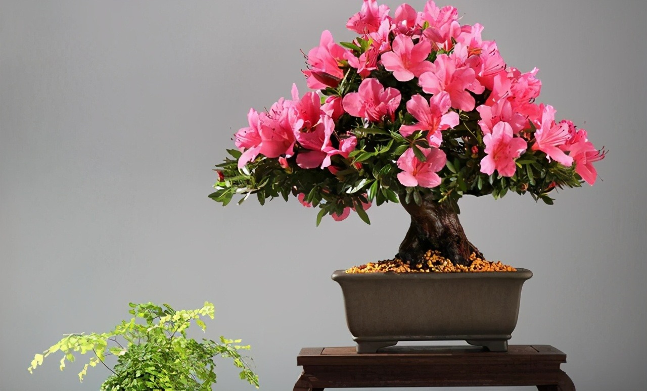 Cây cảnh mọc "phú quý", nở "an lành", sống lâu trăm tuổi, vật báu gia truyền, nhà giàu ưa thích - Ảnh 7. Cây cảnh mọc "phú quý", nở "an lành", sống lâu trăm tuổi, vật báu gia truyền, nhà giàu ưa thích - Ảnh 7.