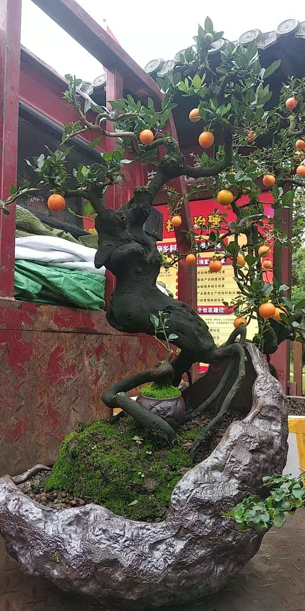 Cây cảnh mọc "phú quý", nở "an lành", sống lâu trăm tuổi, vật báu gia truyền, nhà giàu ưa thích - Ảnh 20. Cây cảnh mọc "phú quý", nở "an lành", sống lâu trăm tuổi, vật báu gia truyền, nhà giàu ưa thích - Ảnh 20.