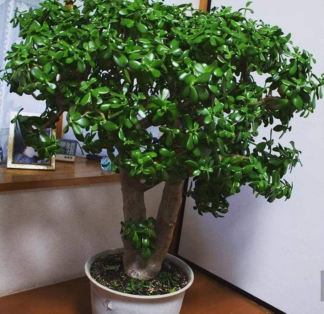 Cây cảnh mọc "phú quý", nở "an lành", sống lâu trăm tuổi, vật báu gia truyền, nhà giàu ưa thích - Ảnh 4. Cây cảnh mọc "phú quý", nở "an lành", sống lâu trăm tuổi, vật báu gia truyền, nhà giàu ưa thích - Ảnh 4.