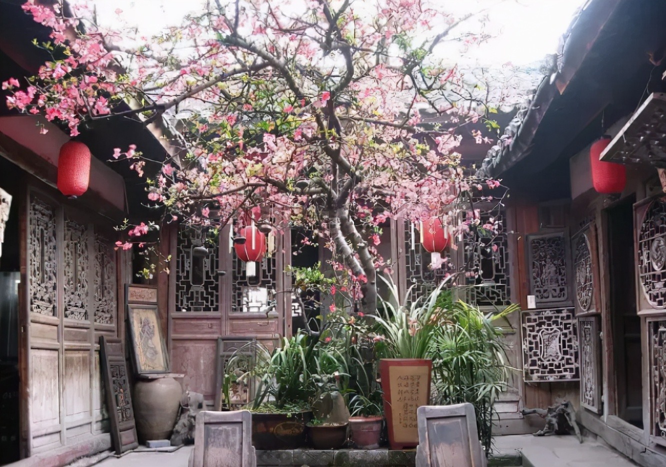 Cây cảnh mọc "phú quý", nở "an lành", sống lâu trăm tuổi, vật báu gia truyền, nhà giàu ưa thích - Ảnh 18. Cây cảnh mọc "phú quý", nở "an lành", sống lâu trăm tuổi, vật báu gia truyền, nhà giàu ưa thích - Ảnh 18.