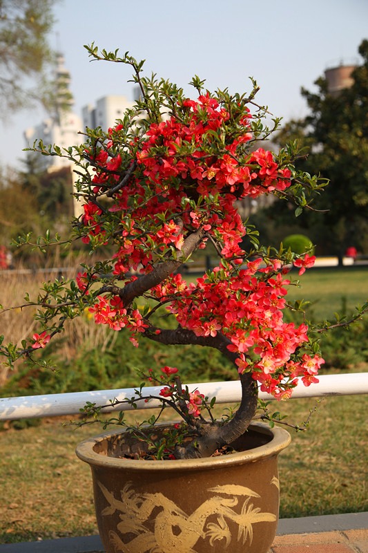 Cây cảnh mọc "phú quý", nở "an lành", sống lâu trăm tuổi, vật báu gia truyền, nhà giàu ưa thích - Ảnh 17. Cây cảnh mọc "phú quý", nở "an lành", sống lâu trăm tuổi, vật báu gia truyền, nhà giàu ưa thích - Ảnh 17.