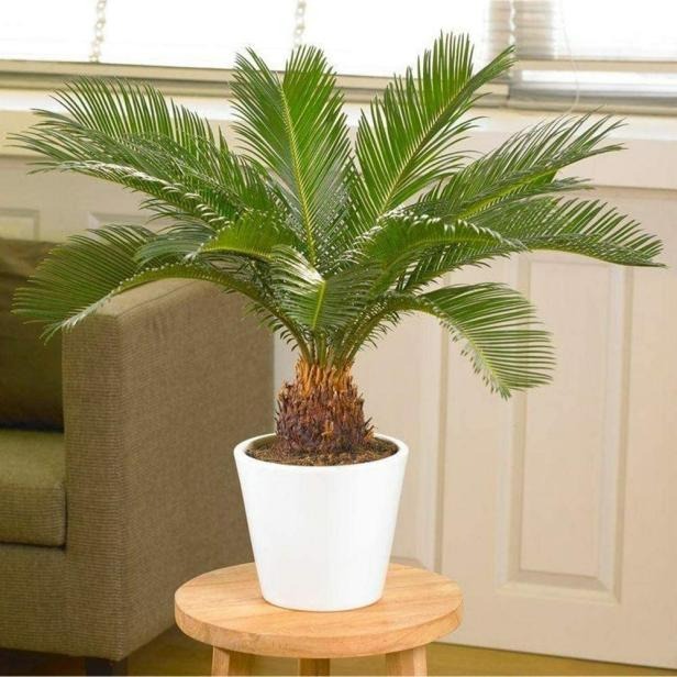 Cây cảnh mọc "phú quý", nở "an lành", sống lâu trăm tuổi, vật báu gia truyền, nhà giàu ưa thích - Ảnh 2. Cây cảnh mọc "phú quý", nở "an lành", sống lâu trăm tuổi, vật báu gia truyền, nhà giàu ưa thích - Ảnh 2.