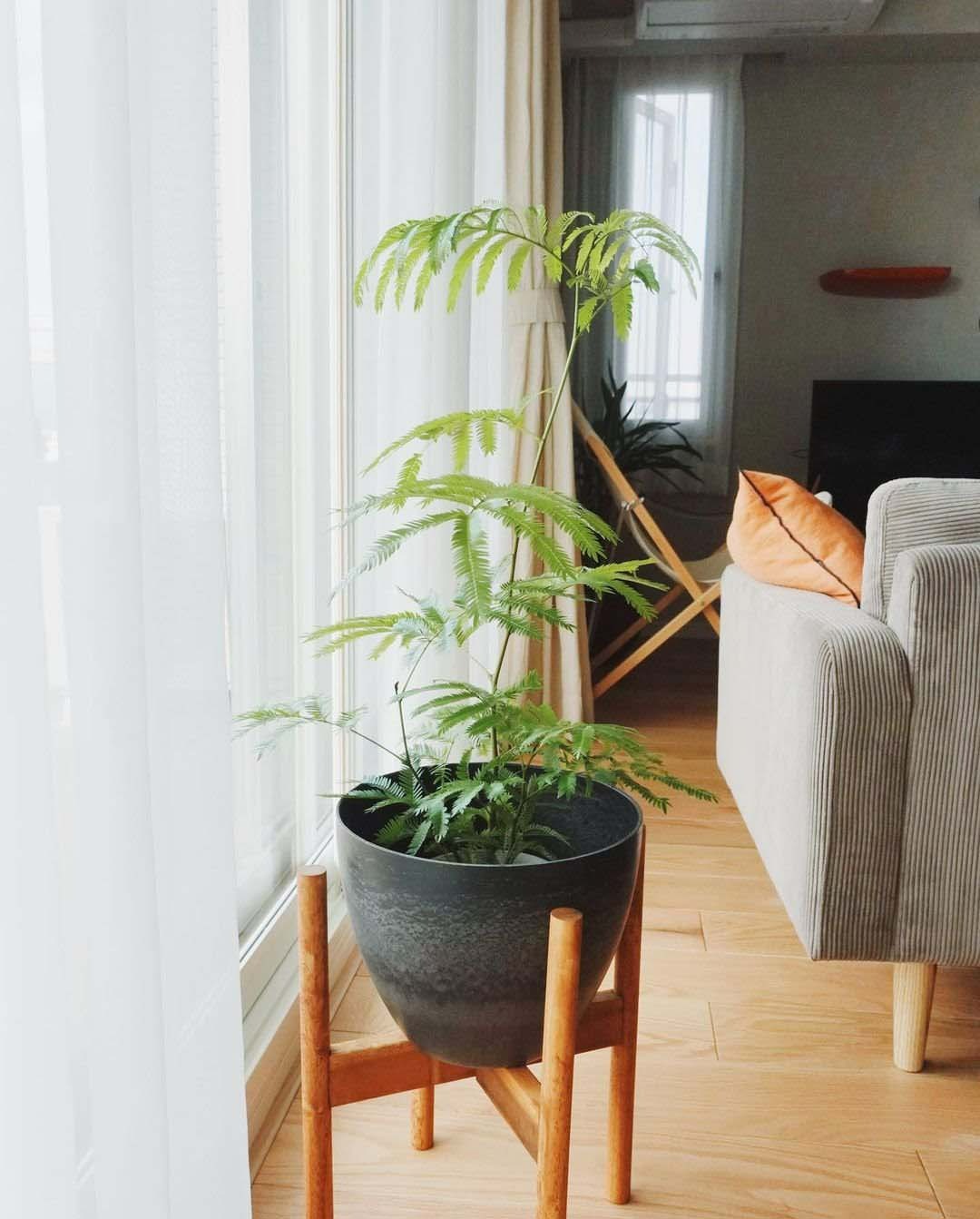 6 cây cảnh mới nổi, hot nhất hiện nay, phong cách, sang trọng, thấy là mê - Ảnh 15.