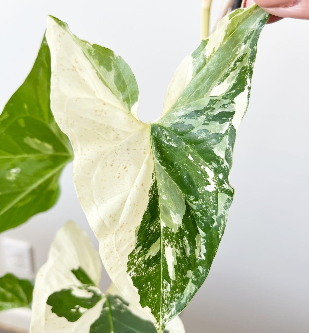 6 cây cảnh mới nổi, hot nhất hiện nay, phong cách, sang trọng, thấy là mê - Ảnh 7.