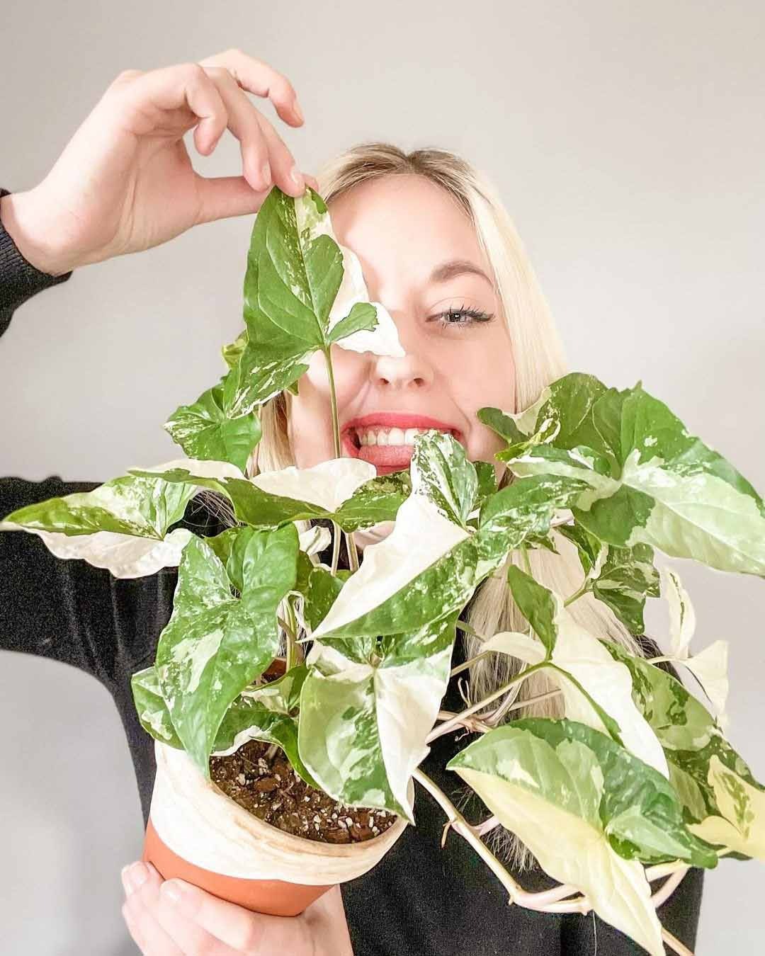 6 cây cảnh mới nổi, hot nhất hiện nay, phong cách, sang trọng, thấy là mê - Ảnh 5.