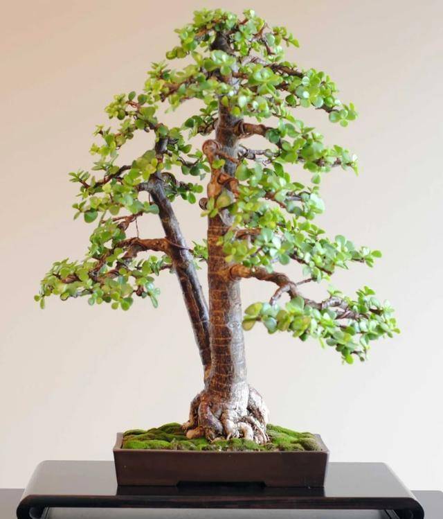 4 cây cảnh "bất tử" mang điềm lành, sức sống mãnh liệt, trồng một chậu rước phúc lộc đầy nhà - Ảnh 6.