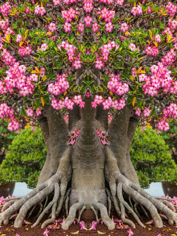 4 cây cảnh "bất tử" mang điềm lành, sức sống mãnh liệt, trồng một chậu rước phúc lộc đầy nhà - Ảnh 3.