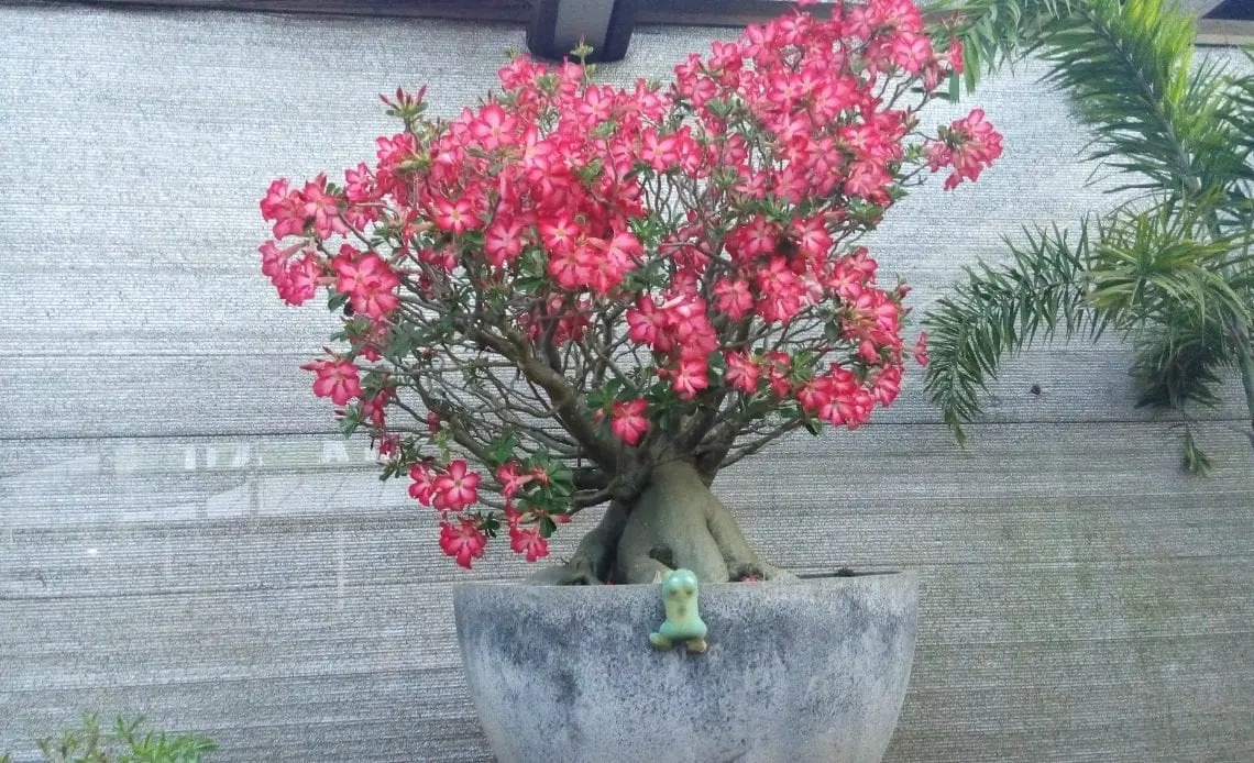 4 cây cảnh "bất tử" mang điềm lành, sức sống mãnh liệt, trồng một chậu rước phúc lộc đầy nhà - Ảnh 4.