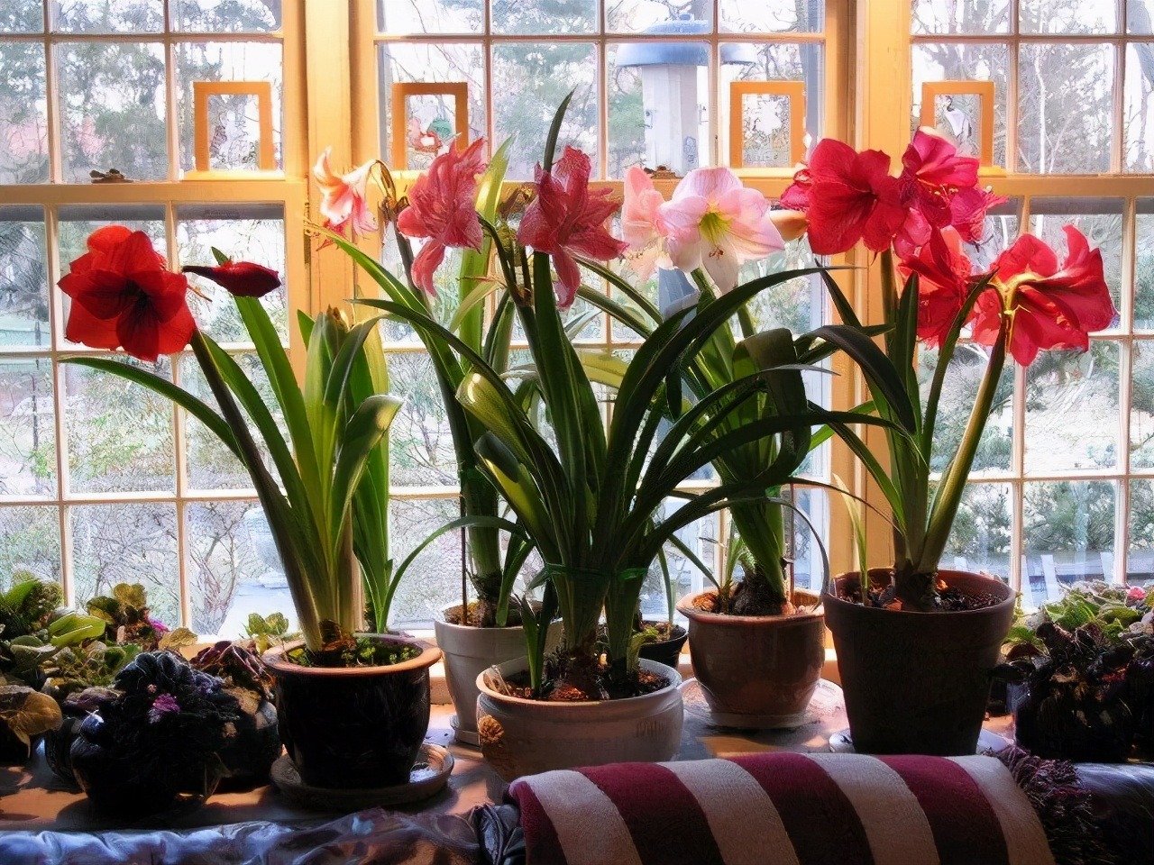 4 cây cảnh "bất tử" mang điềm lành, sức sống mãnh liệt, trồng một chậu rước phúc lộc đầy nhà - Ảnh 2.