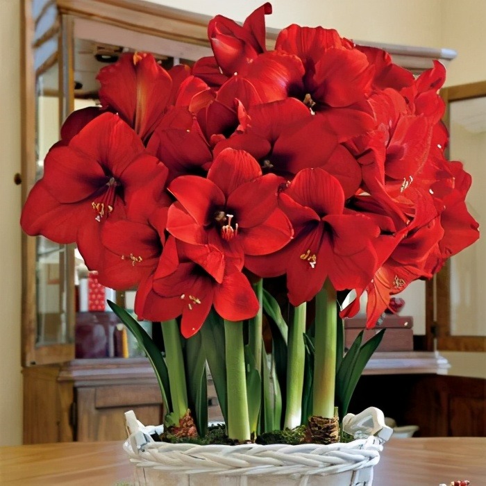 4 cây cảnh "bất tử" mang điềm lành, sức sống mãnh liệt, trồng một chậu rước phúc lộc đầy nhà - Ảnh 1.